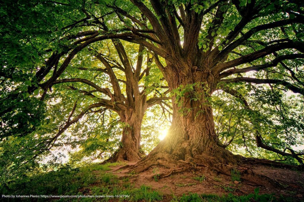 The Secret Lives of Trees Uncovering the Fascinating World of Plant Communication